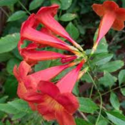 Tecoma Red Rare All Time Flowering Live Plant