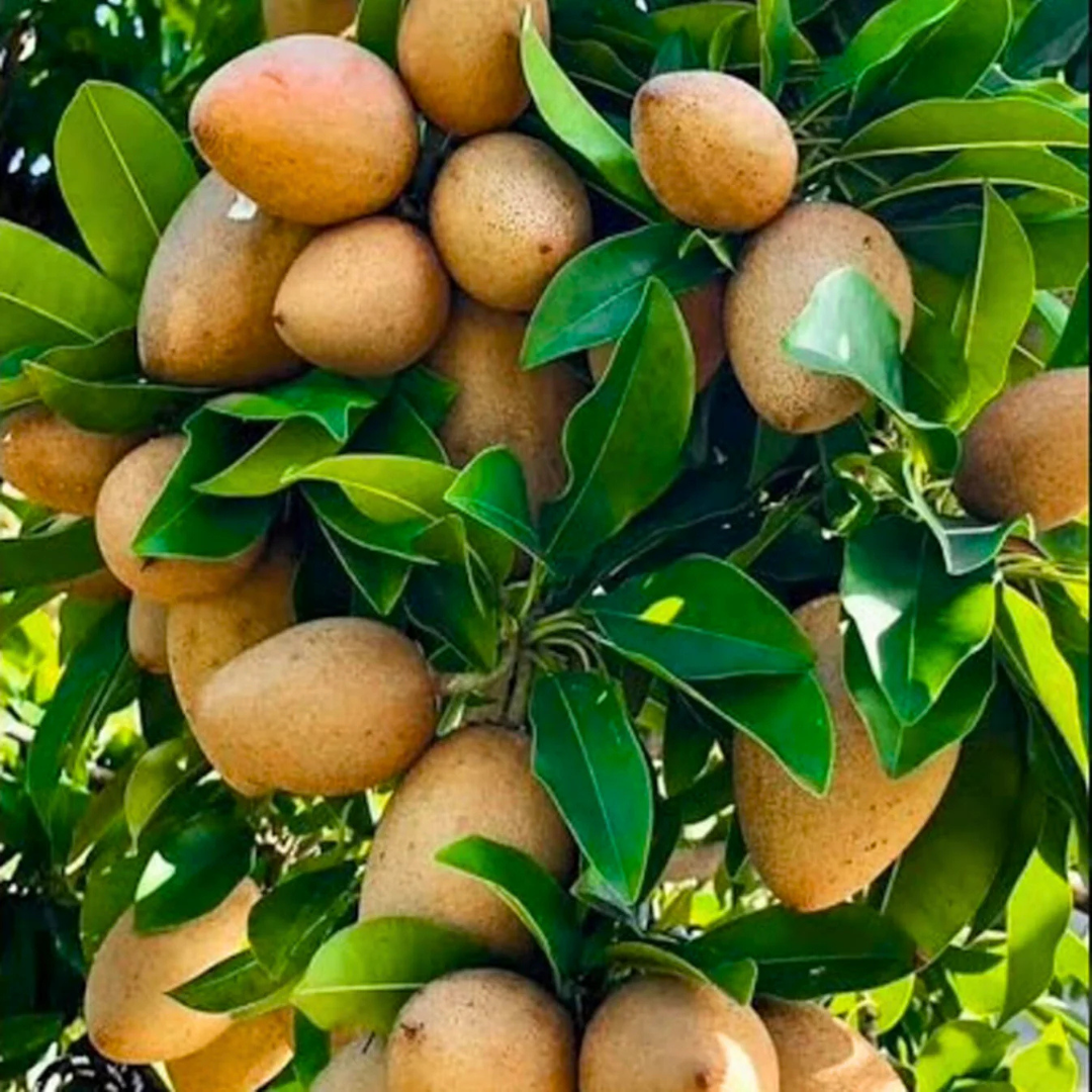 Thai Kalapatti Chiku Sapota Grafted Live Plant