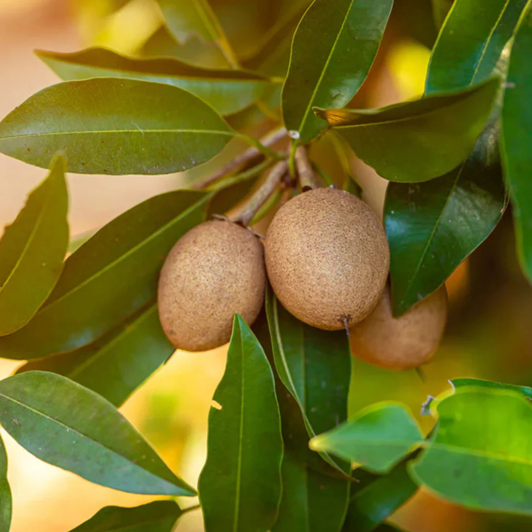 Thai Kalapatti Chiku Sapota Grafted Live Plant