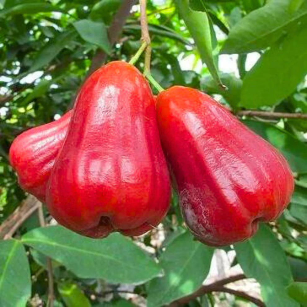 Buy Thai Red Chamba (Syzygium samarangense) Live Plant Online | Wax ...