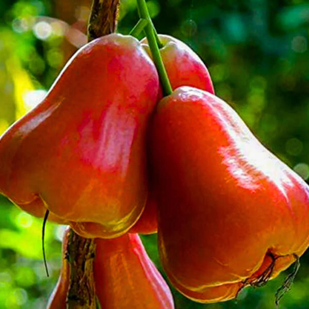 Thai Red Chamba Live Plant (Syzygium samarangense)