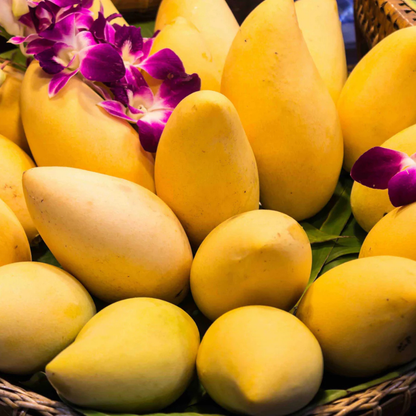 Thailand All Season Mango Grafted Live Plant