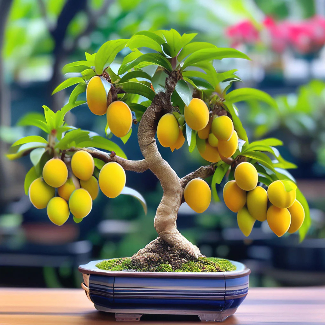 Thailand Mango Bonsai Tree Live Plant