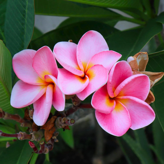 Thailand Plumeria (Frangipani) All Time Flowering Live Plant