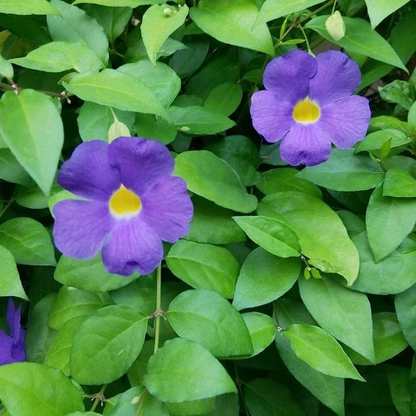 Thunbergia Erecta Blue (Bush Clock Vine) All Time Flowering Live Plant