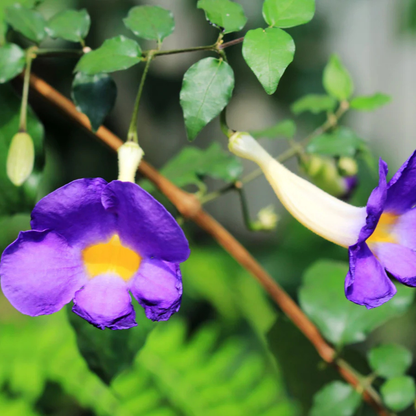Thunbergia Erecta Blue (Bush Clock Vine) All Time Flowering Live Plant