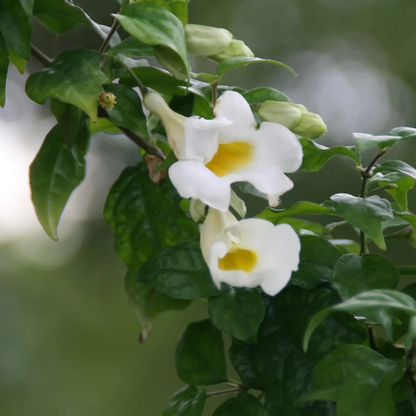 Thunbergia Erecta White All Time Flowering Live Plant