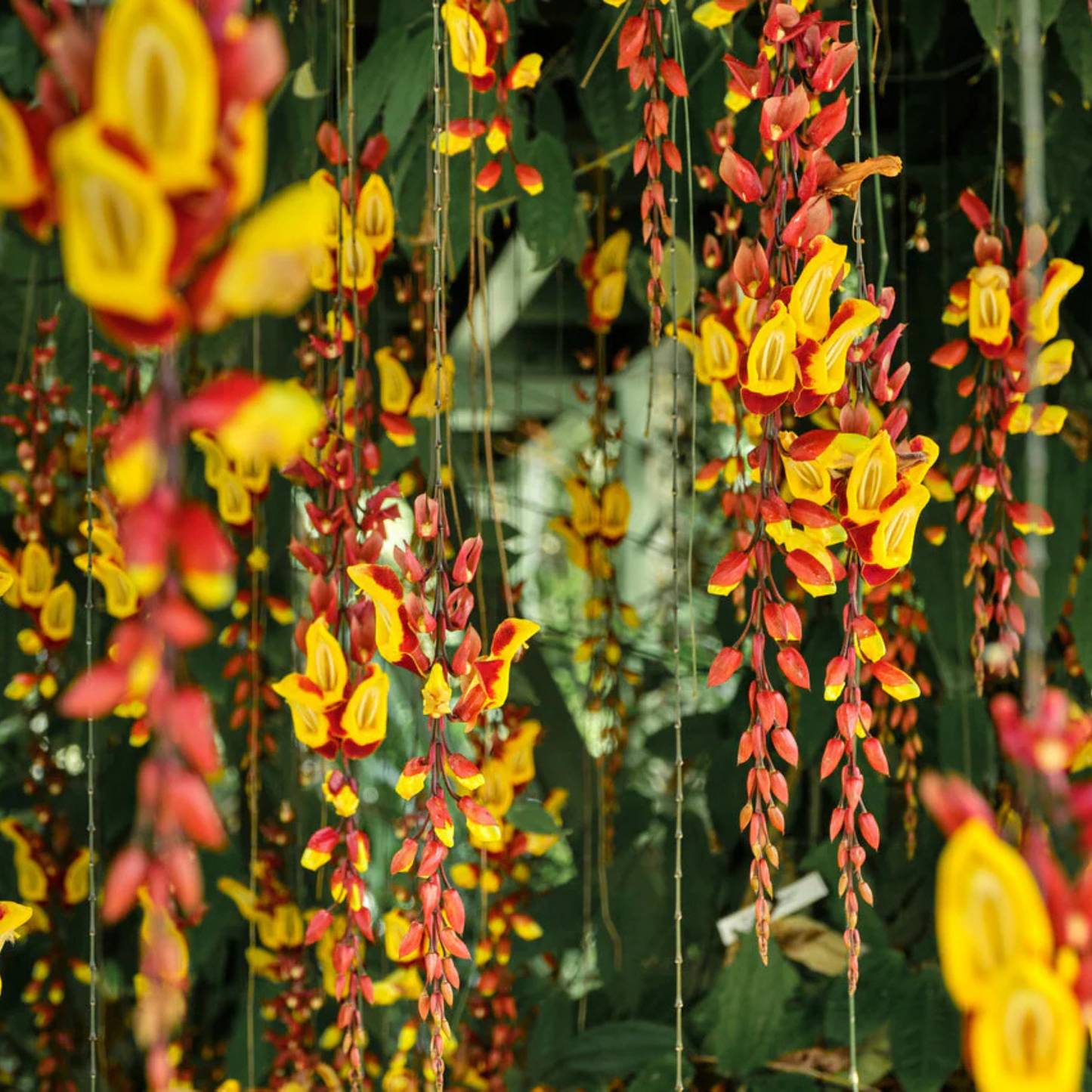 Thunbergia mysorensis Rare Flowering Live Plant
