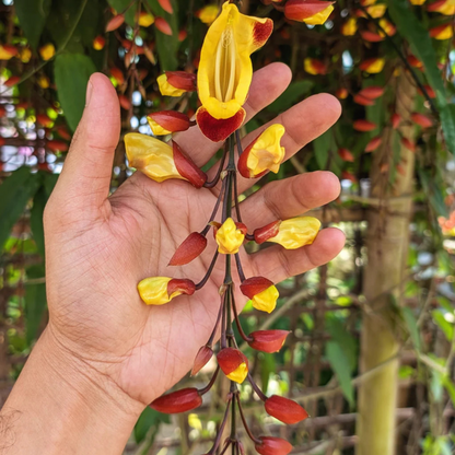 Thunbergia mysorensis Rare Flowering Live Plant