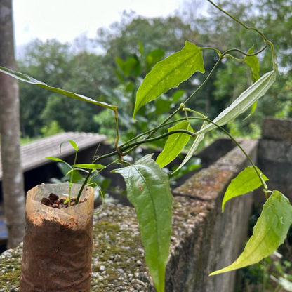 Thunbergia mysorensis Rare Flowering Live Plant