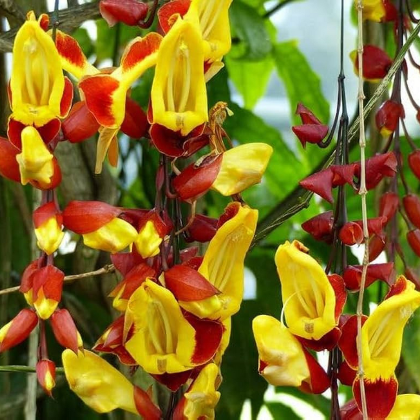 Thunbergia mysorensis Rare Flowering Live Plant