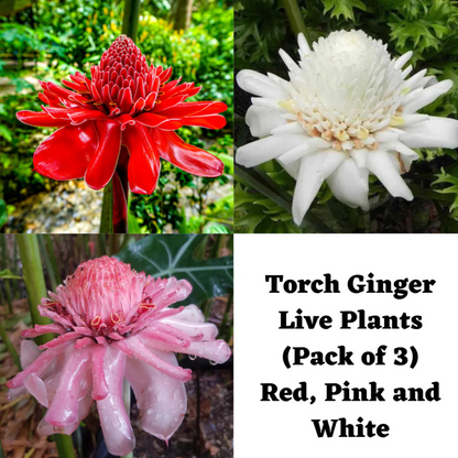 Torch Ginger Live Plants (Pack of 3) Red, Pink and White