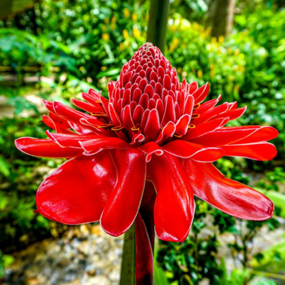 Torch Ginger Live Plants (Pack of 3) Red, Pink and White