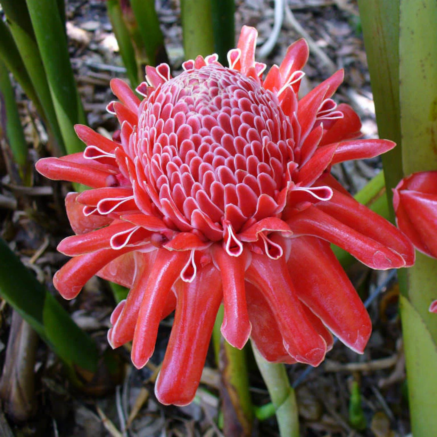 Torch Ginger Live Plants (Pack of 3) Red, Pink and White