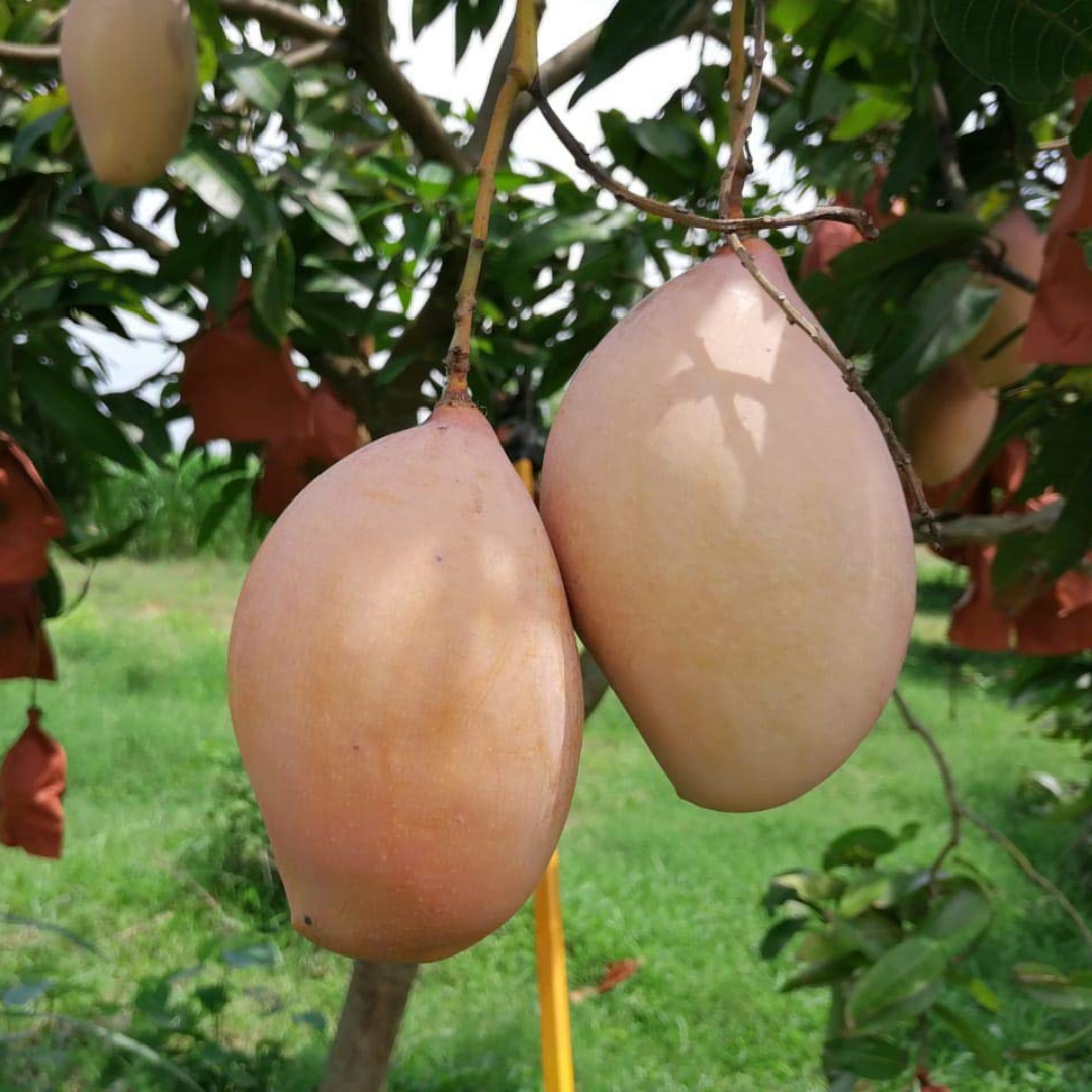Totapuri Mango Live Plant