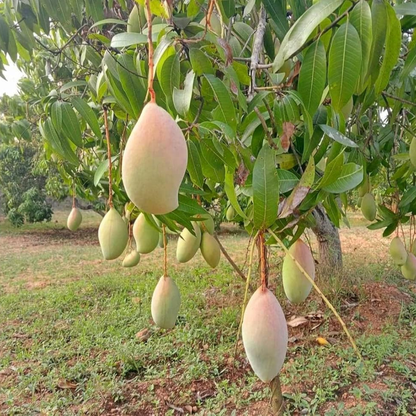 Totapuri Mango Live Plant