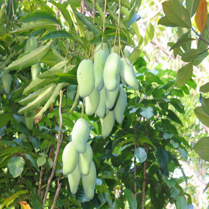Totapuri Mango Live Plant