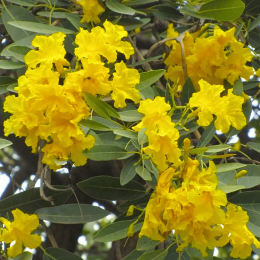 Tree of Gold/Silver Trumpet Tree (Tabebuia aurea) Live Plant
