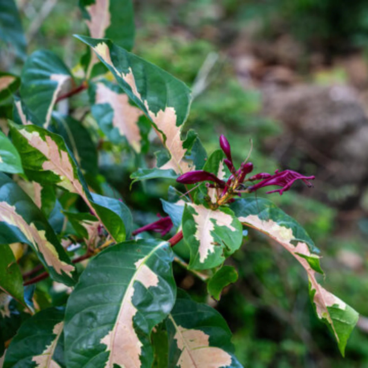 Tricolor Caricature / Rainbow Bush (Graptophyllum pictum) Live Plant