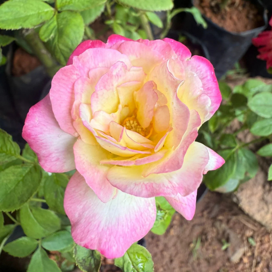Tricolour Rose Highly Fragrant Rare Live Plant