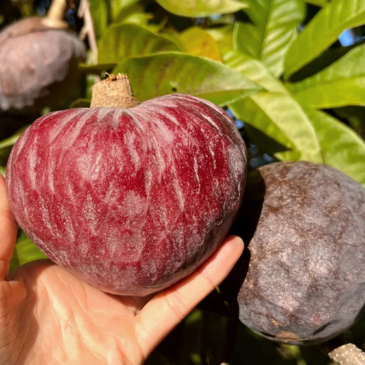 Tropical Red Cherimoya (Annona reticulata) Live Plant