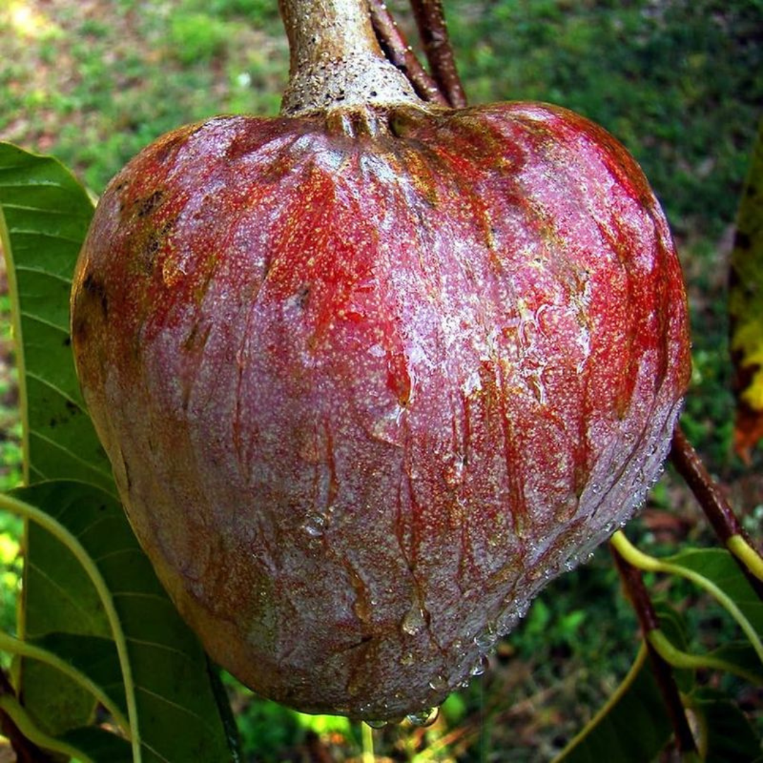 Tropical Red Cherimoya (Annona reticulata) Live Plant