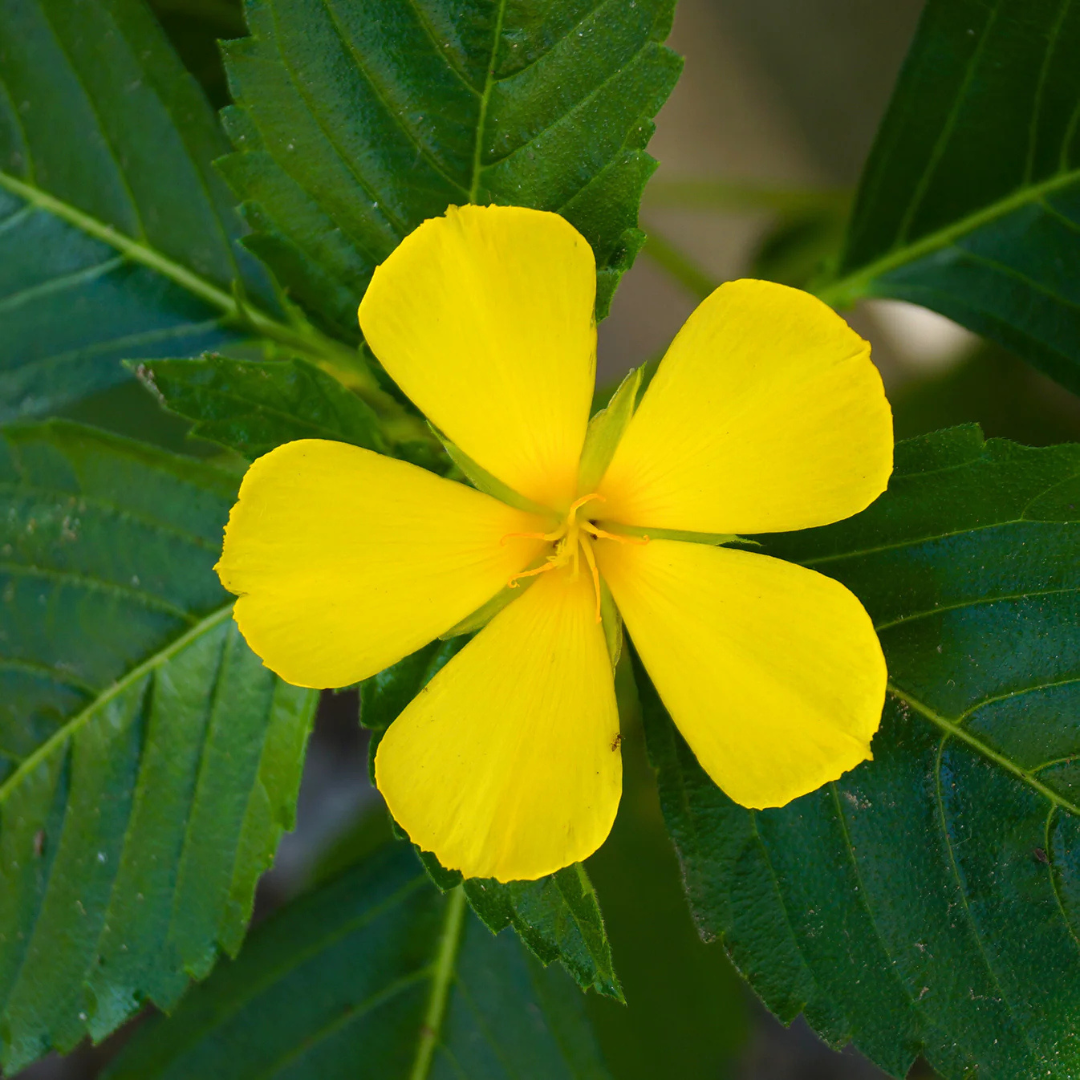 Turnera Ulmifolia / Sage Rose Flowering Live Plant