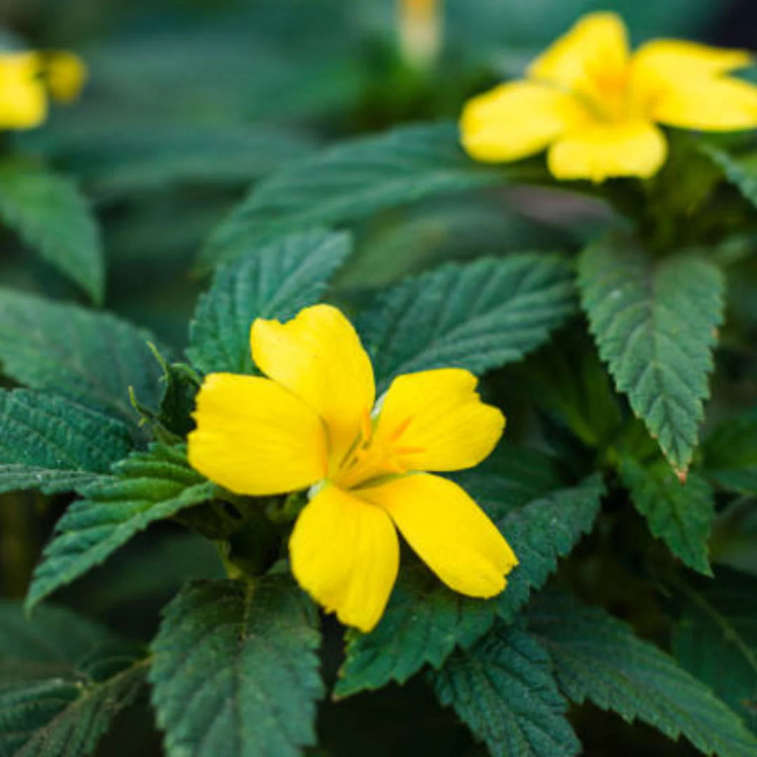 Turnera Ulmifolia / Sage Rose Flowering Live Plant