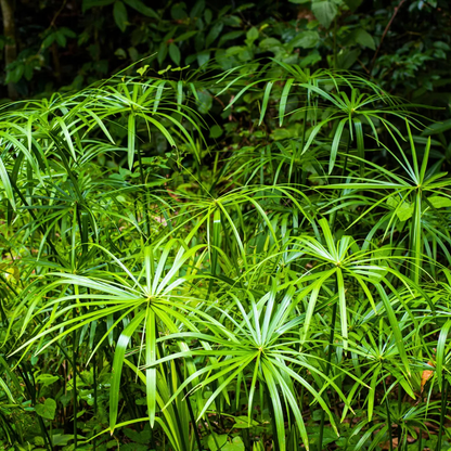 Umbrella Palm (Cyperus alternifolius) Indoor / Outdoor Live Plant