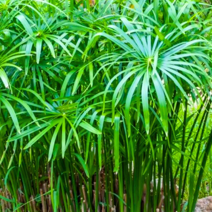 Umbrella Palm (Cyperus alternifolius) Indoor / Outdoor Live Plant