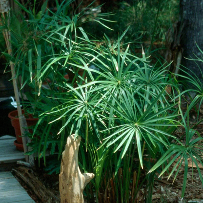 Umbrella Palm (Cyperus alternifolius) Indoor / Outdoor Live Plant