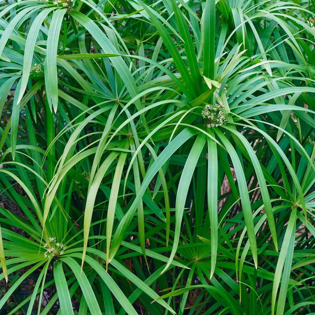 Umbrella Palm (Cyperus alternifolius) Indoor / Outdoor Live Plant