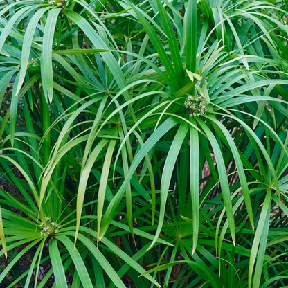 Umbrella Palm (Cyperus alternifolius) Indoor / Outdoor Live Plant