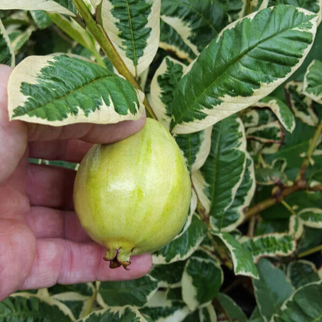 Variegated Guava (धारियाँ वाली अमरूद) Fruit Live Plant