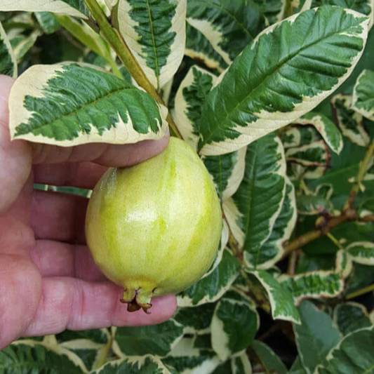 Variegated Guava (धारियाँ वाली अमरूद) Fruit Live Plant