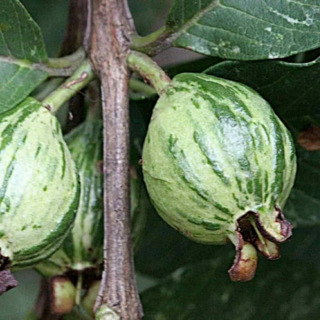 Variegated Guava (धारियाँ वाली अमरूद) Fruit Live Plant