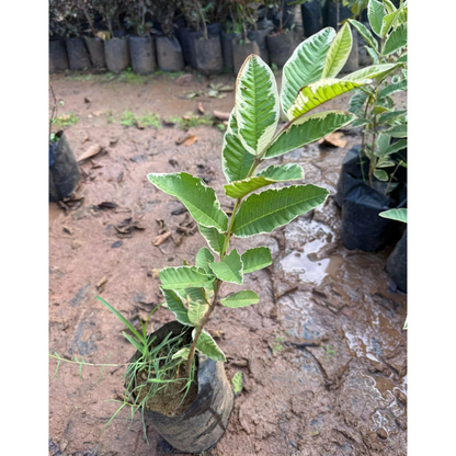 Variegated Guava (धारियाँ वाली अमरूद) Fruit Live Plant
