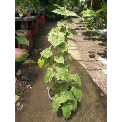 Variegated Thunbergia Grandiflora Vine Live Plant
