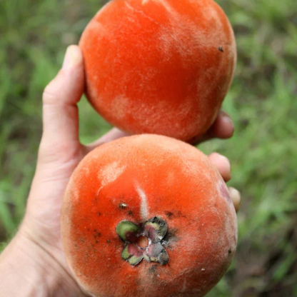 Velvet Apple Live Plant (Diospyros Blancoi)