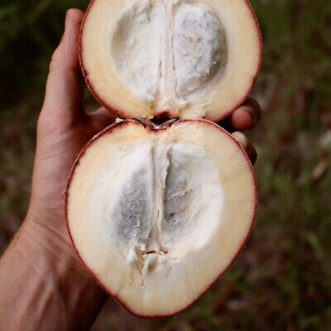 Velvet Apple Live Plant (Diospyros Blancoi)