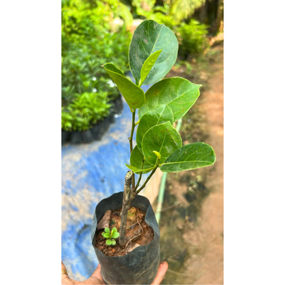 Vietnam Super Early Grafted Live Jack Fruit Plant - Red