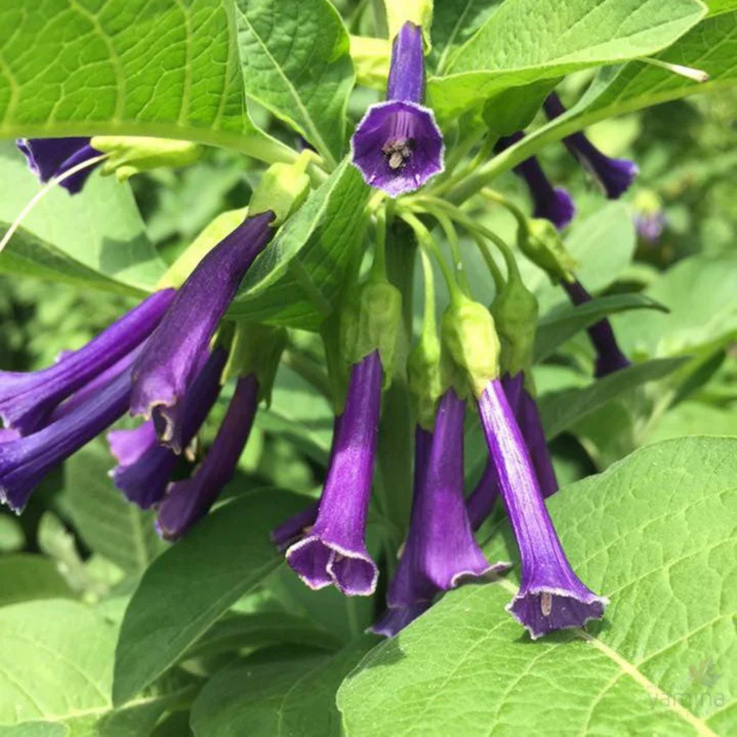 Violet Churcu / Tube Flower (Iochroma cyaneum) Rare Flowering Live Plant