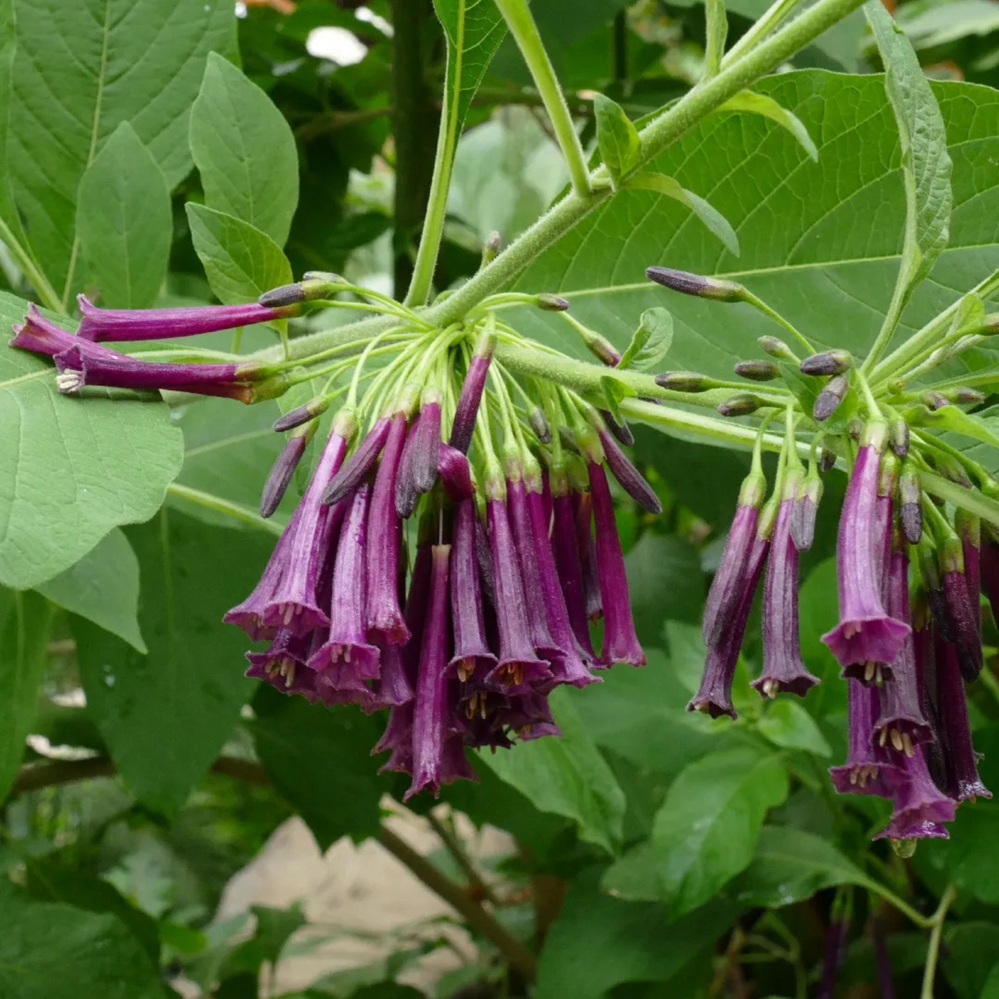 Violet Churcu / Tube Flower (Iochroma cyaneum) Rare Flowering Live Plant