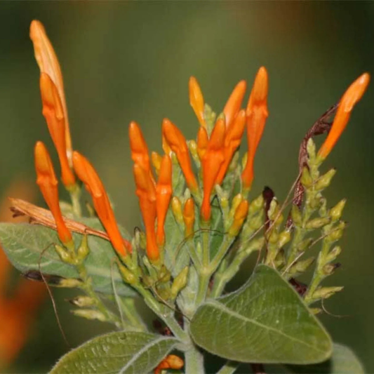 Water-Willow (Justicia leonardii) Rare All Time Flowering Live Plant