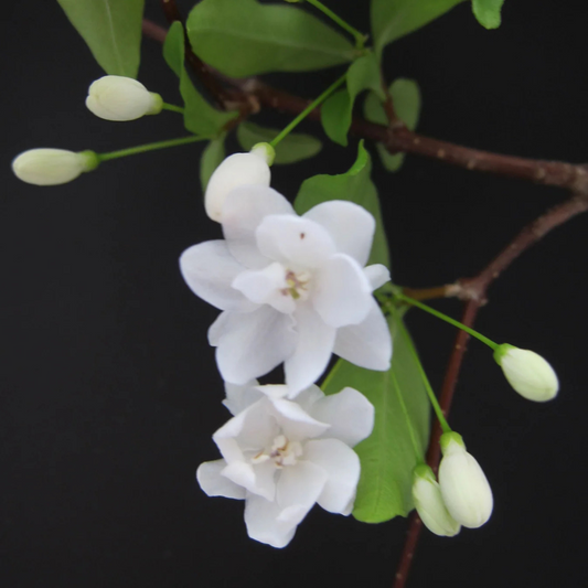 Water Jasmine Double Petal Highly Fragrant Flowering Rare Live Plant - Green Leaves