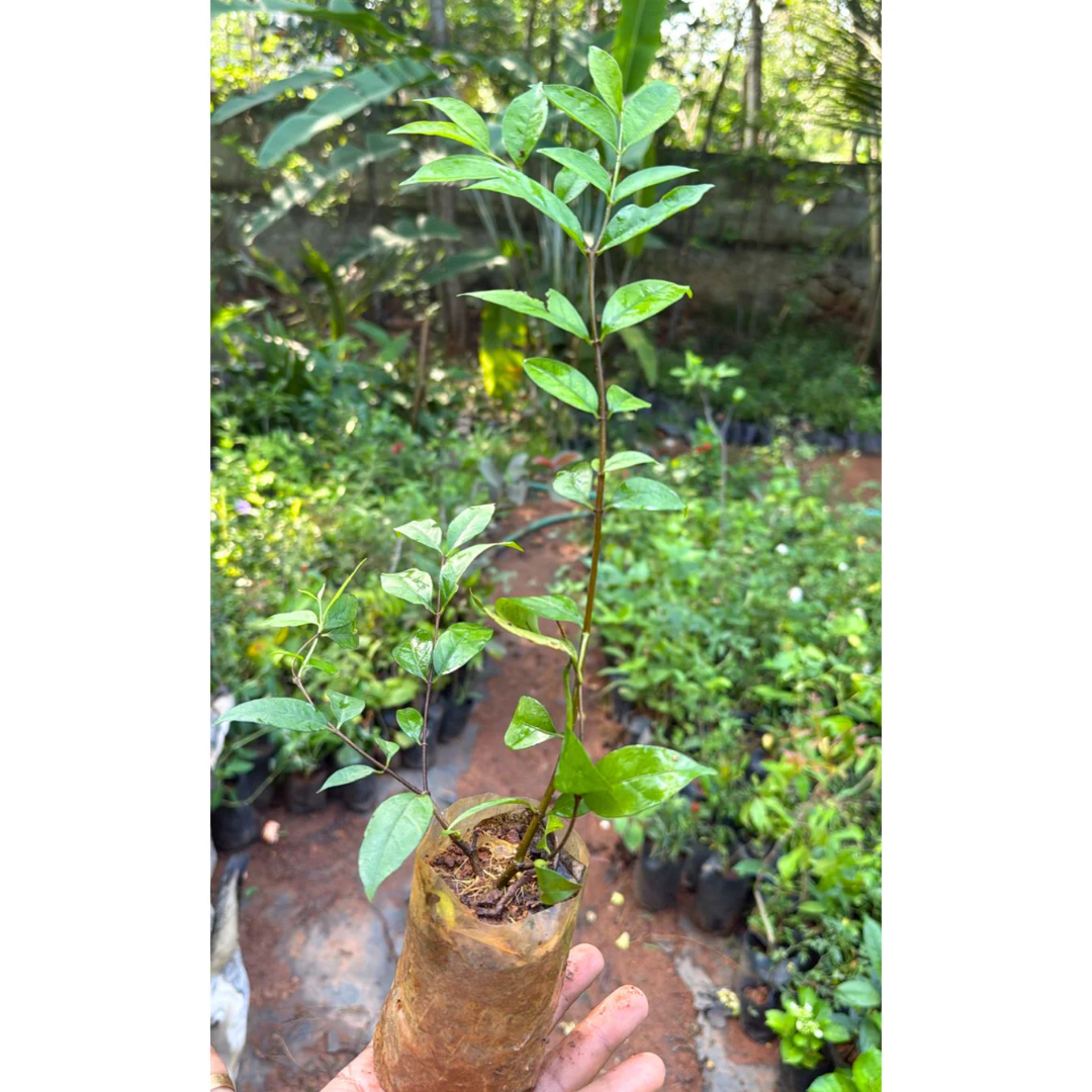 Water Jasmine Double Petal Highly Fragrant Flowering Rare Live Plant - Green Leaves