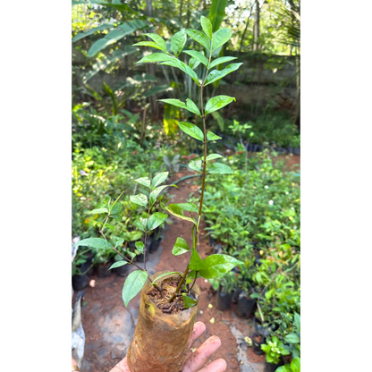 Water Jasmine Double Petal Highly Fragrant Flowering Rare Live Plant - Green Leaves