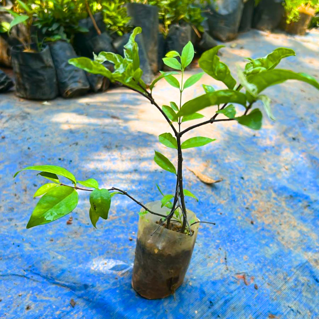 Water Jasmine Double Petal Highly Fragrant Flowering Rare Live Plant - Variegated Leaves