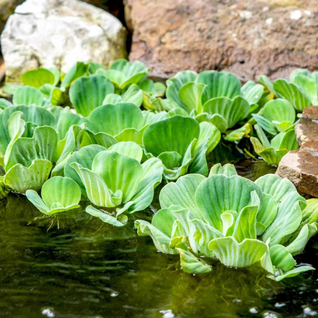 Water Lettuce (Pistia stratiotes) Live Floating Aquatic Plant – Pack of 2