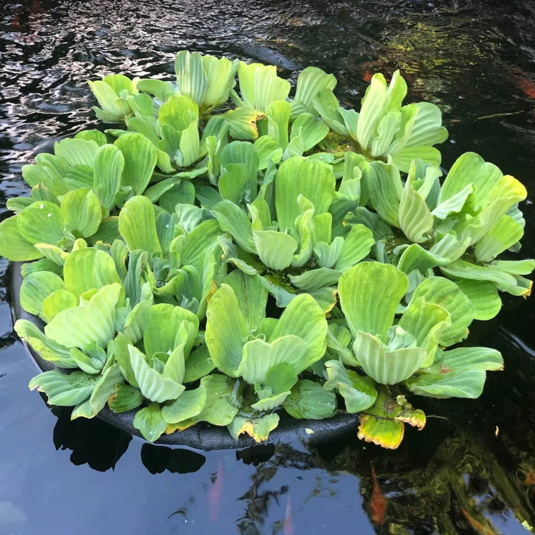 Water Lettuce (Pistia stratiotes) Live Floating Aquatic Plant – Pack of 2